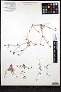 Eriogonum hastatum image