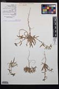 Camissoniopsis pallida subsp. pallida image