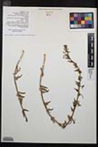 Camissoniopsis hirtella image
