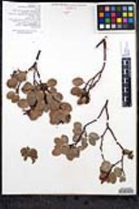 Arctostaphylos patula image