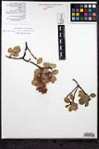 Arctostaphylos pringlei image