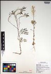 Draba corrugata image