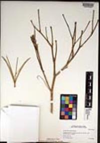 Eschscholzia ramosa image