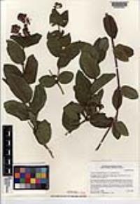 Lonicera hispidula image