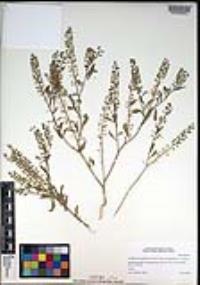 Lepidium lasiocarpum var. latifolium image