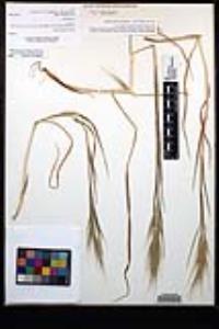 Bromus diandrus image