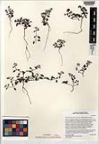 Hedeoma nana var. californica image