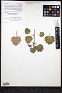 Mabrya geniculata image