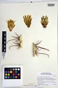 Ferocactus rectispinus image