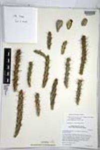 Cylindropuntia alcahes subsp. gigantensis image