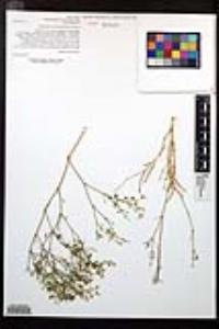 Fagonia laevis image