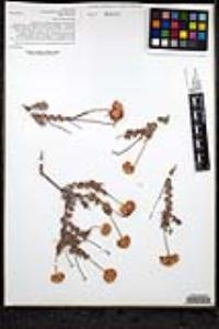 Eriogonum fasciculatum var. flavoviride image