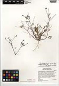 Astragalus nuttallianus image