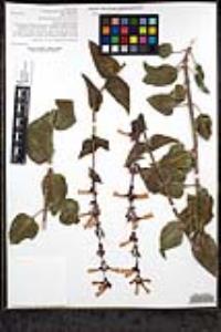 Penstemon clevelandii image