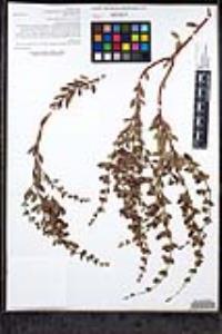 Keckiella antirrhinoides subsp. microphylla image