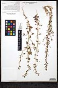 Sairocarpus pusillus image