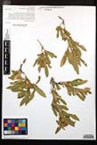 Dodonaea viscosa image