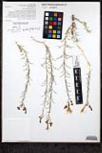 Ipomopsis tenuifolia image