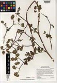 Phacelia ramosissima image