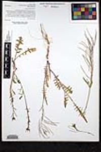 Sisymbrium irio image
