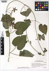 Matelea fruticosa image