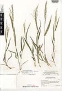 Panicum alatum image