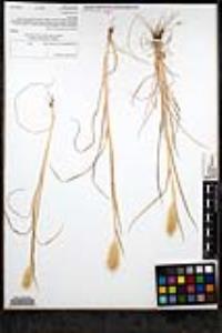 Polypogon monspeliensis image