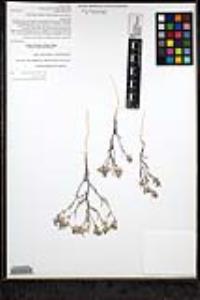 Eriastrum eremicum subsp. eremicum image