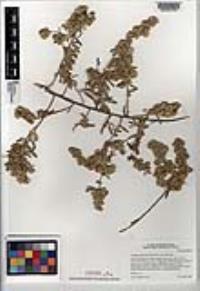 Atriplex canescens var. canescens image