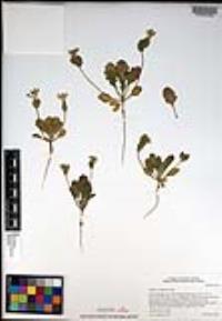 Dithyrea californica image