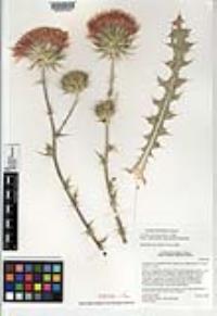 Cirsium neomexicanum image