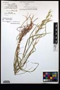 Bromus ciliatus var. richardsonii image