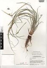 Cyperus pallidicolor image