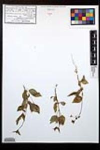 Lopezia clavata image