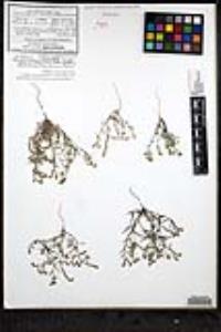Johnstonella grayi var. cryptochaeta image