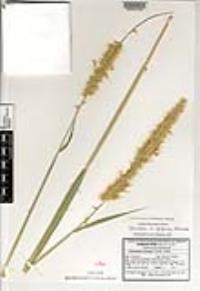 Cenchrus purpureus image
