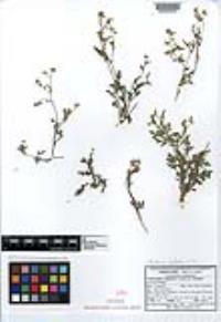 Parthenium confertum image