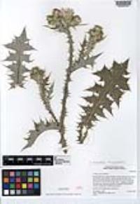 Carduus pycnocephalus image