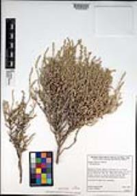 Atriplex julacea image