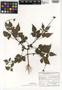 Bidens riparia image