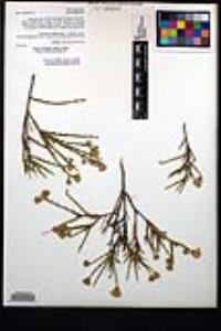 Ericameria martirensis image