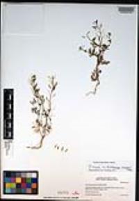 Descurainia pinnata subsp. brachycarpa image