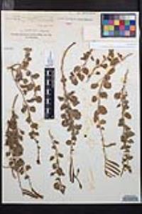 Chylismia cardiophylla image