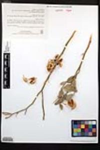 Viscainoa geniculata image