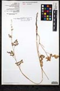 Thalictrum fendleri var. quadrinervatum image