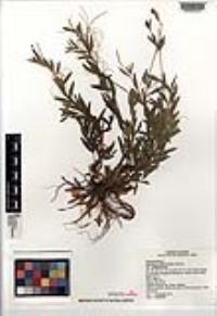 Epilobium glaberrimum image