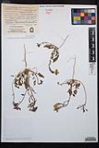 Chylismia claviformis image