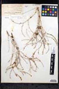Eriogonum wrightii var. nodosum image