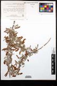 Senegalia greggii image