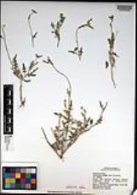 Lyrocarpa coulteri image